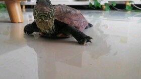 吃瓜的龟视频大全,趣味横生的动物世界瞬间