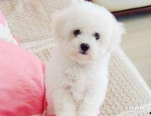 比熊可吃角瓜吗怎么吃视频,角瓜的烹饪与食用方法