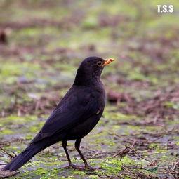 乌鸫鸟吃哈密瓜视频大全,一场别开生面的自然美食盛宴
