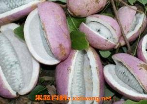 吃八月瓜好吃吗视频教程,视频教程教你轻松品尝