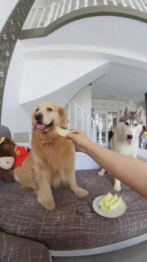 狗子与我早期视频吃瓜,那些年我们一起“瓜”过的时光