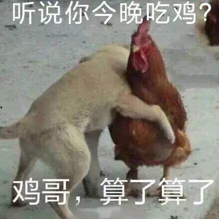 烂瓜可以给鸡吃嘛视频讲解,揭秘鸡饲料新选择