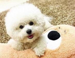 比熊可以吃蜜瓜么吗视频,安全与注意事项