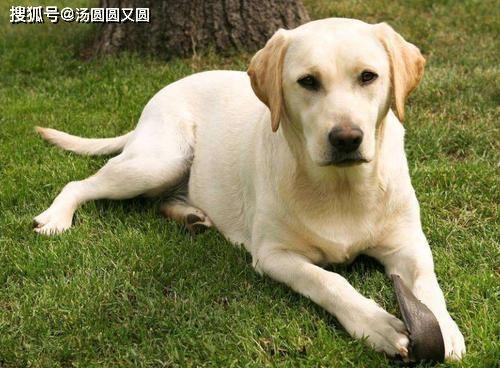 吃瓜的拉布拉多视频大全,萌宠欢乐时光