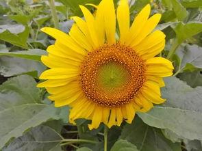 花海吃瓜视频,揭秘网红视频背后的趣味与魅力