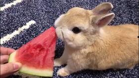 小瓜可以给兔子吃吗视频,小瓜能否成为兔子的美味佳肴？揭秘兔子饮食之谜