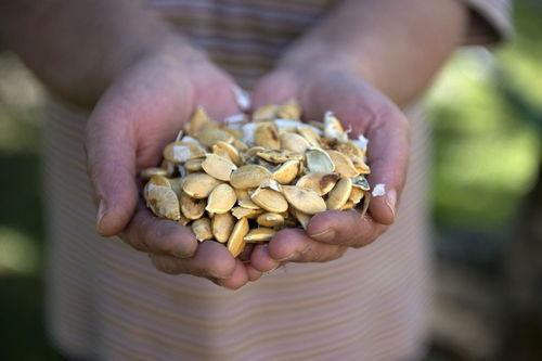 吃瓜还能吃地瓜吗视频,揭秘两者之间的奇妙关联