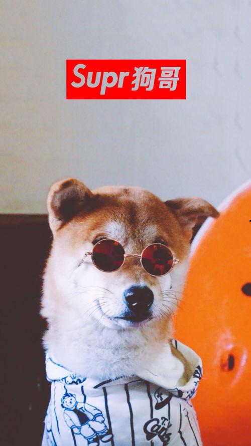 二狗子吃瓜视频,揭秘娱乐圈幕后真相