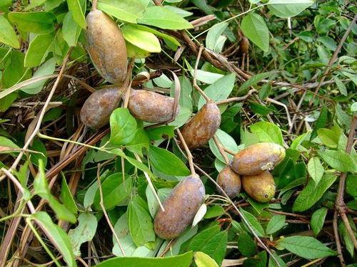 农村吃八月瓜的视频真实,乡村美味，自然馈赠的甜蜜记忆