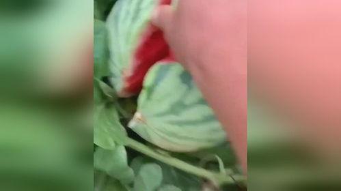 吃瓜视频在哪里卖东西,吃瓜视频的神秘商品销售渠道