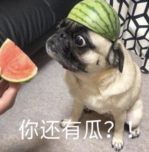 吃瓜视频小狗表情包下载,萌态可掬，下载分享快乐瞬间