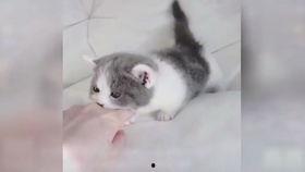 猴子吃瓜的搞笑视频,猴子吃瓜搞笑瞬间大盘点