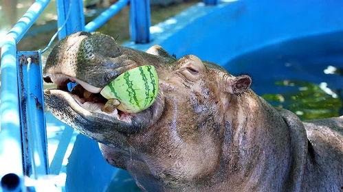 河马吃瓜搞怪视频大全,萌态百出欢乐无限