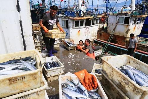 香港渔民出海吃瓜视频,瓜田飘香，渔歌悠扬