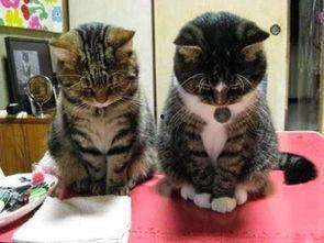 奇葩画猫吃瓜视频大全集,瓜田笑果，喵星人吃瓜视频大集合