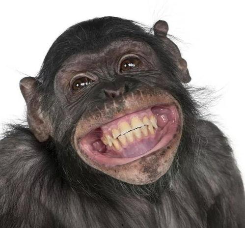 吃瓜变成猩猩视频大全,揭秘神奇视频背后的奇幻世界