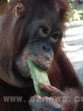 吃瓜变成猩猩视频大全,揭秘神奇视频背后的奇幻世界 第2张 吃瓜变成猩猩视频大全,揭秘神奇视频背后的奇幻世界 第2张