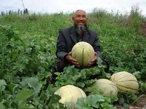 新疆老汉瓜爽吃视频,传统美食魅力无限