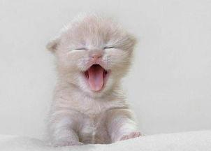 猫咪吃瓜配音视频大全,萌宠瓜界笑料百出