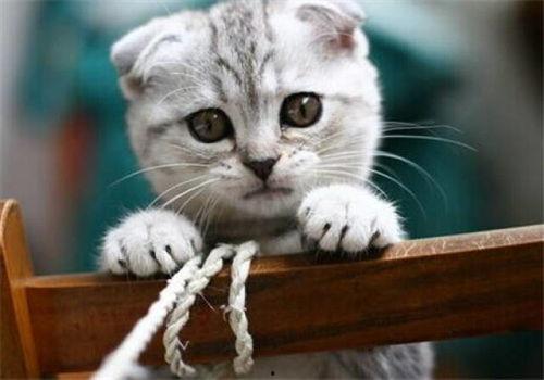 猫咪吃瓜配音视频大全,萌宠瓜界笑料百出 第2张 猫咪吃瓜配音视频大全,萌宠瓜界笑料百出 第2张