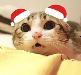 猫咪吃瓜配音视频大全,萌宠瓜界笑料百出 第3张 猫咪吃瓜配音视频大全,萌宠瓜界笑料百出 第3张