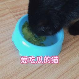 热闹的吃瓜猫咪视频,一场热闹的猫咪视频狂欢