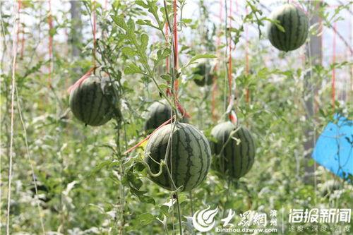 马边的吃瓜视频,揭秘娱乐圈幕后故事 第2张 马边的吃瓜视频,揭秘娱乐圈幕后故事 第2张