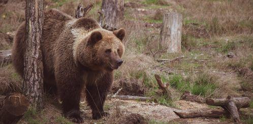 俄罗斯棕熊吃瓜视频大全,萌态十足! 第3张 俄罗斯棕熊吃瓜视频大全,萌态十足! 第3张