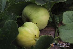 东乌旗吃瓜视频,揭秘草原上的趣味生活瞬间  第3张