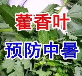入伏吃三瓜视频,清凉一夏，健康相伴  第3张