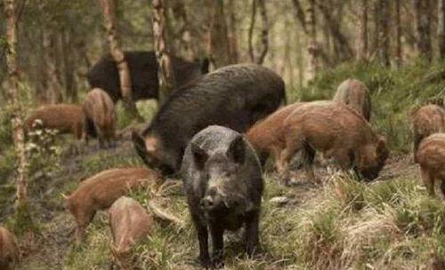 野猪吃佛手瓜视频