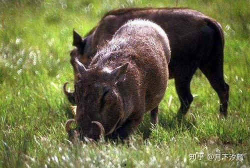 野猪吃佛手瓜视频  第2张