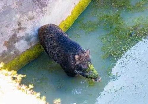 野猪吃佛手瓜视频  第3张