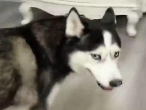 哈士奇和主人吃瓜视频,哈士奇与主人共享夏日瓜果时光