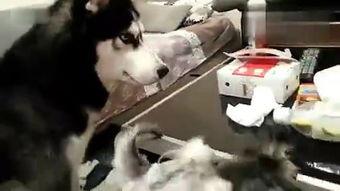 哈士奇和主人吃瓜视频,哈士奇与主人共享夏日瓜果时光  第2张