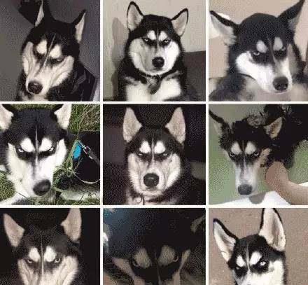 哈士奇和主人吃瓜视频,哈士奇与主人共享夏日瓜果时光  第3张