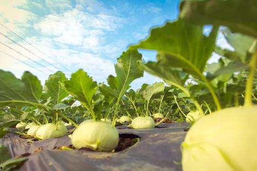 广东人吃吊瓜视频大全,视频大全带你领略吊瓜的独特魅力  第3张