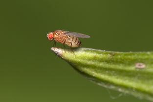果蝇吃瓜的视频,瓜果盛宴中的欢乐时光  第2张