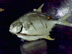 赤瓜煮白枪鱼可以吃吗视频,美味海鲜食谱大揭秘