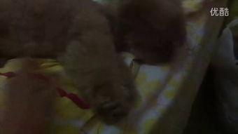 小法师吃瓜视频,揭秘娱乐圈幕后故事  第2张