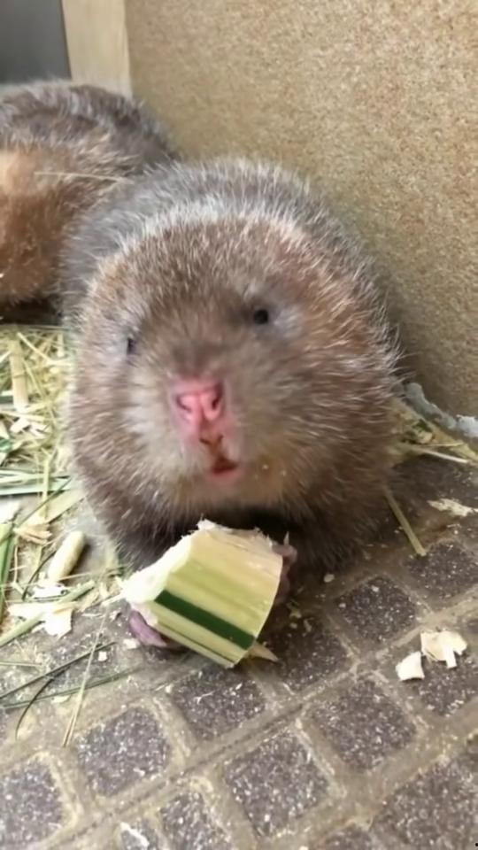 竹鼠吃瓜的视频在线观看,萌态十足引网友爆笑  第3张
