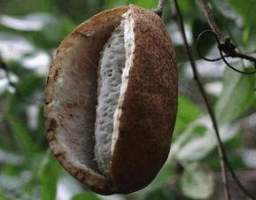 八月瓜吃货视频大全,视频大全带你领略独特风味