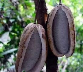 八月瓜吃货视频大全,视频大全带你领略独特风味 第2张 八月瓜吃货视频大全,视频大全带你领略独特风味 第2张