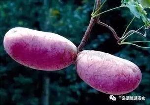 八月瓜吃货视频大全,视频大全带你领略独特风味 第3张 八月瓜吃货视频大全,视频大全带你领略独特风味 第3张