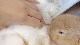 兔子可以吃小瓜嘛视频,小瓜，兔子的新宠？  第2张