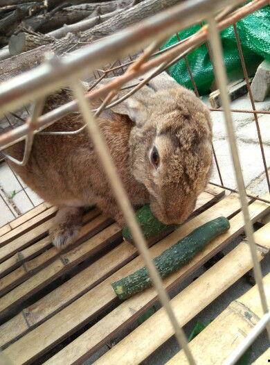 兔子可以吃小瓜嘛视频,小瓜，兔子的新宠？  第3张