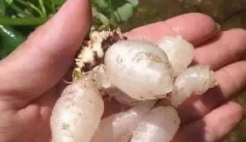 小孩吃捡的水晶瓜好吗视频 第3张 小孩吃捡的水晶瓜好吗视频 第3张